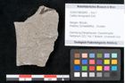 Foto (Objekt + Etikett) von Callitris brongniartii Endl. (NHMW-GEO-2024-0188-6649)
